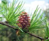 Larix occidentalis