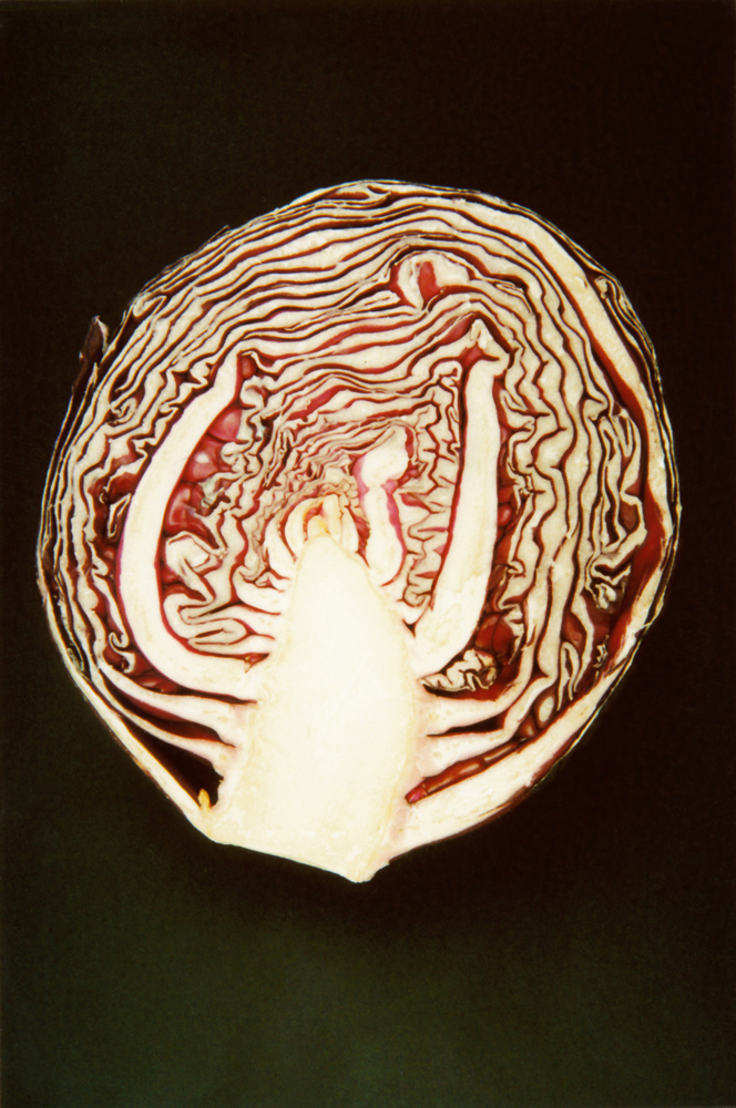 Image of Brassica oleracea var. capitata specimen.