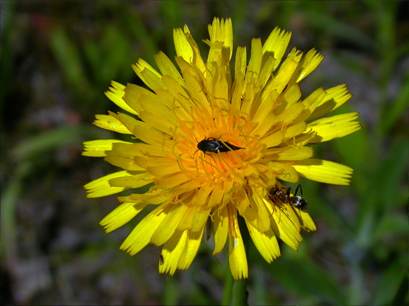 Изображение особи Hypochaeris radicata.