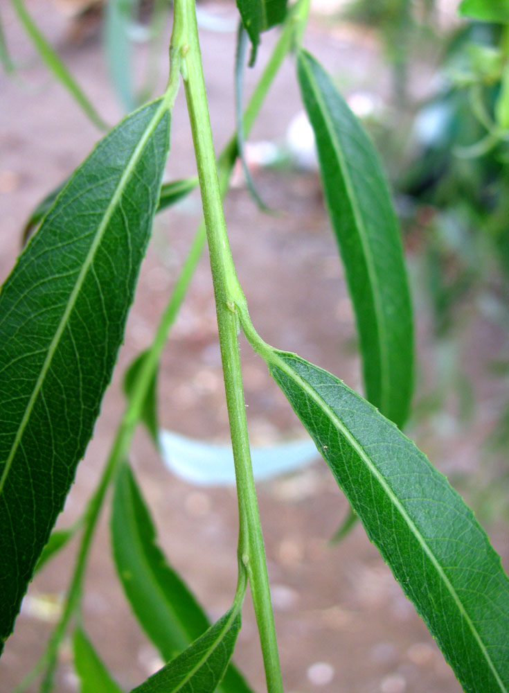 Изображение особи Salix babylonica.