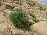 Artemisia sieberi. Растение с молодыми побегами на каменистом склоне. Израиль, нагорье Негев, г. Мицпе Рамон. 17.03.2010.