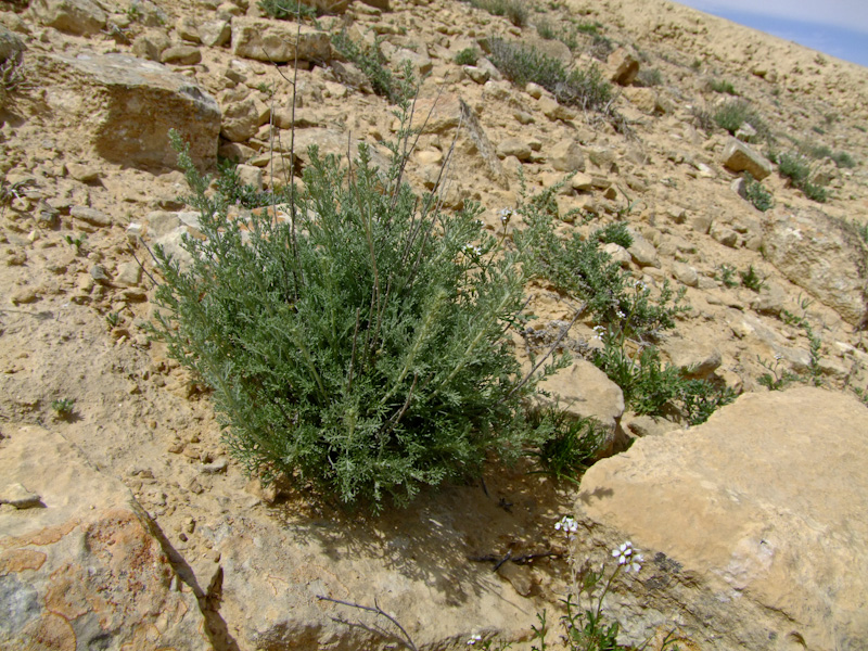 Image of Artemisia sieberi specimen.