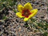 Rosa berberifolia