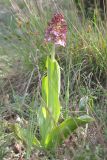 Orchis purpurea