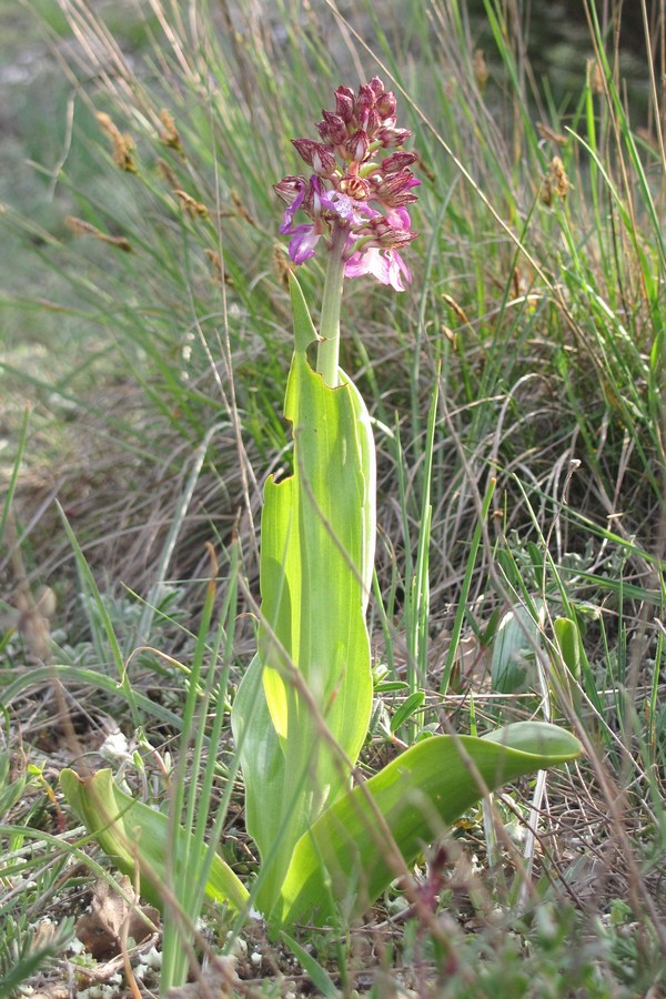 Image of Orchis purpurea specimen.