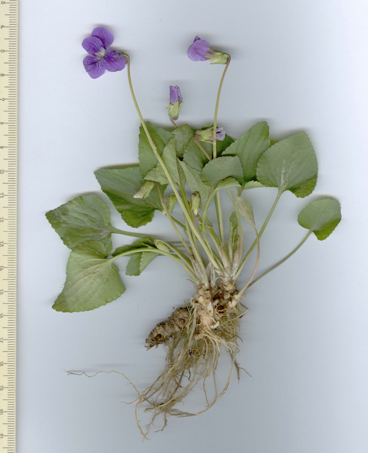 Image of genus Viola specimen.