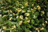 Pittosporum tobira. Верхушки ветвей с соцветиями. Турция, пров. Анталья, г. Кемер, в культуре. 05.05.2012.