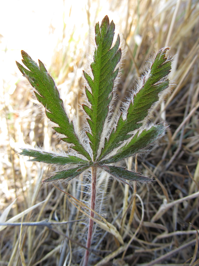 Image of Potentilla semilaciniosa specimen.