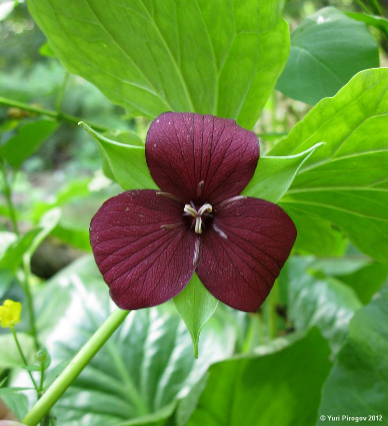 Изображение особи Trillium sulcatum.