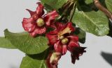 Lonicera involucrata variety ledebourii. Соплодия. Германия, г. Кемпен, в культуре. 02.06.2012.
