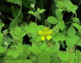 Potentilla centigrana