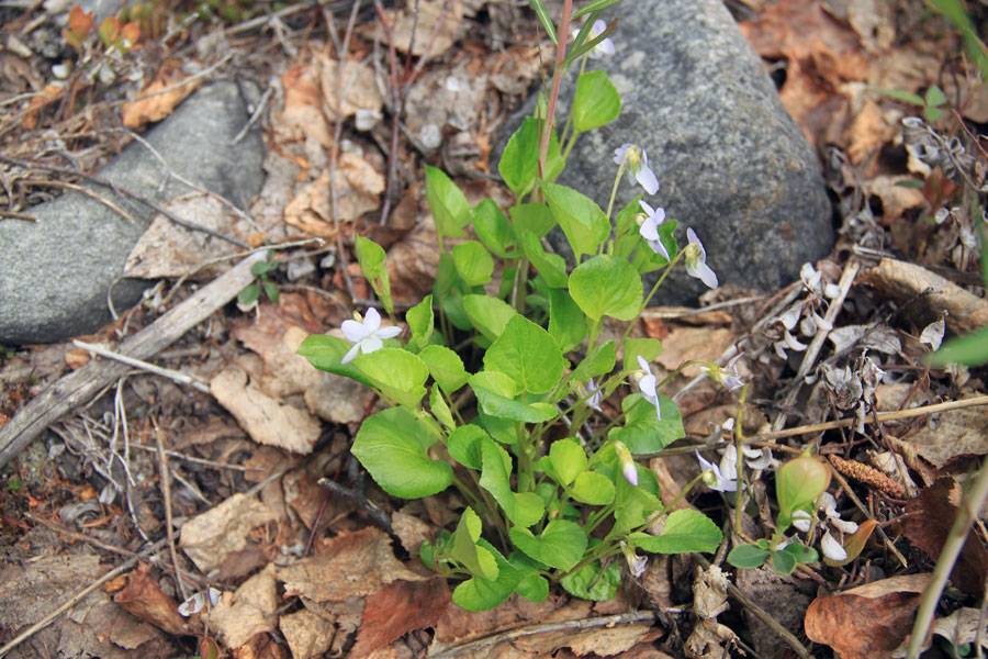 Image of Viola sacchalinensis specimen.