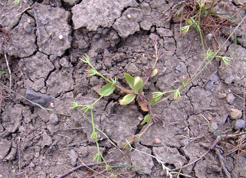 Изображение особи Rhagadiolus hebelaenus.