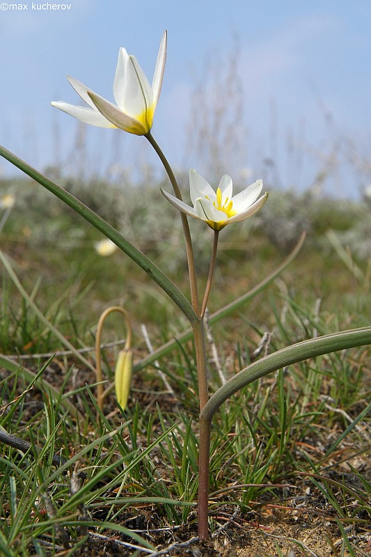 Image of Tulipa biflora specimen.