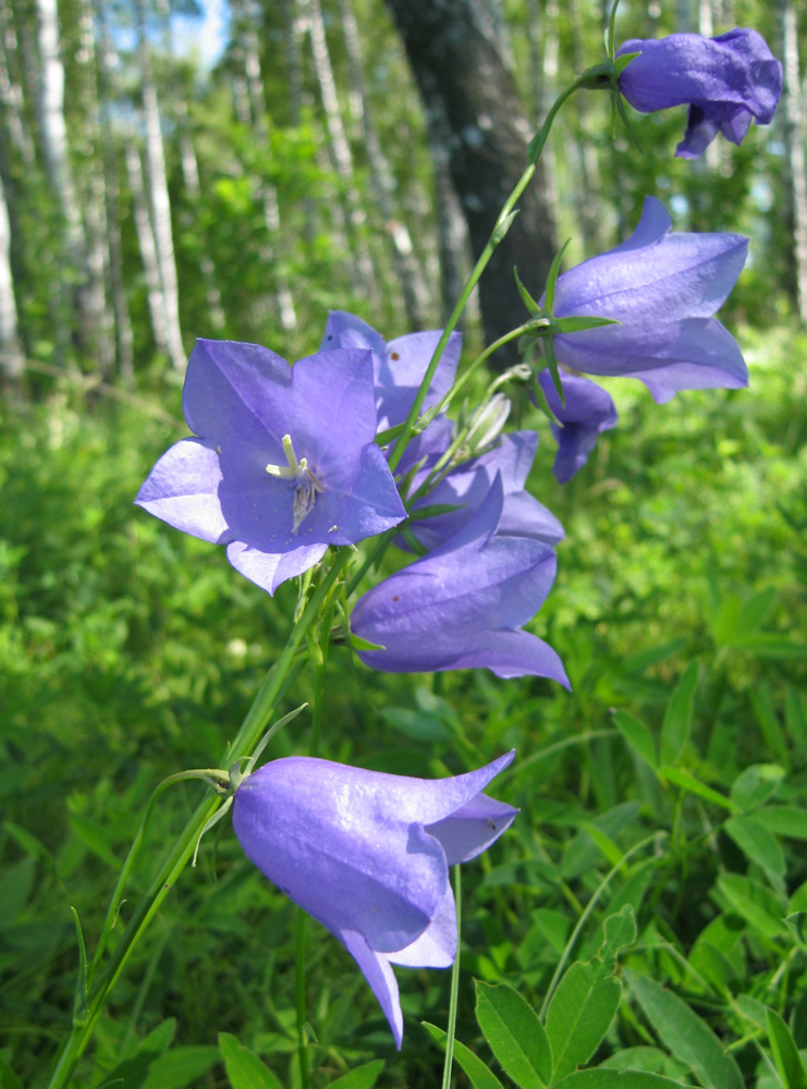 Image of Campanula persicifolia specimen.