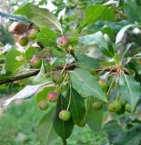 Malus baccata. Часть ветки с незрелыми плодами. Ярославская обл., Некоузский р-н, пос. Борок. 25.07.2012.