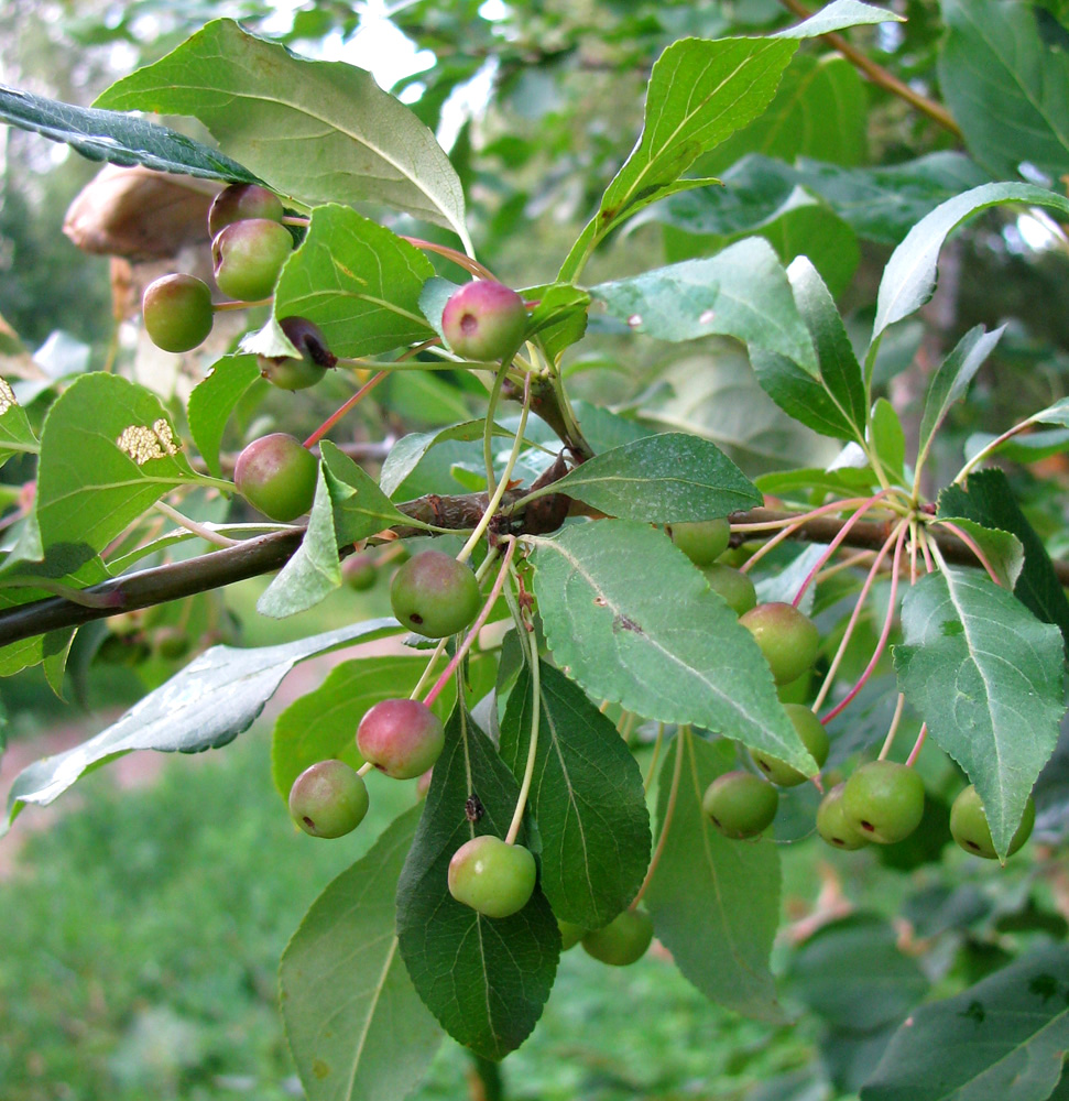 Изображение особи Malus baccata.