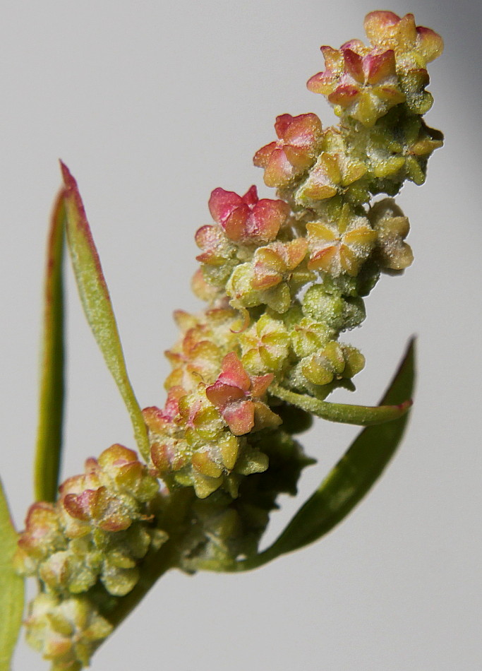 Изображение особи Chenopodium album.