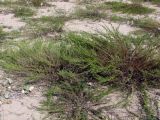 Artemisia arenaria. Цветущие растения. Западный Крым, побережье в окр. Евпатории. 22 августа 2012 г.