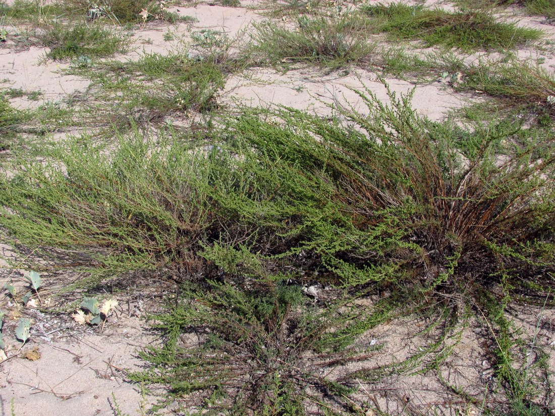 Изображение особи Artemisia arenaria.