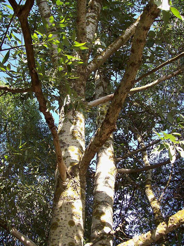 Изображение особи Populus laurifolia.