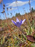 Crocus speciosus. Цветущее растение. Крым, Ялтинская яйла. 8 сентября 2012 г.