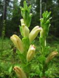 Pedicularis sceptrum-carolinum. Соцветия. Коми, Сысольский р-н, окр. пос. Щугрэм, тайга, старая заросшая дорога. 11.08.2012.