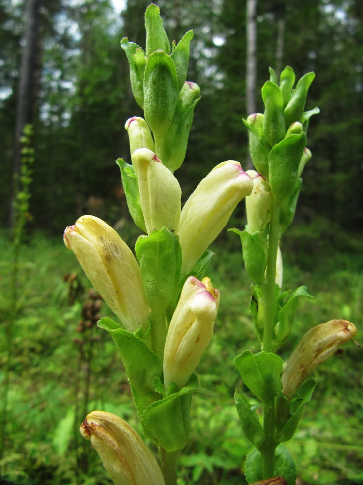 Изображение особи Pedicularis sceptrum-carolinum.