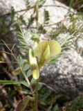 Vicia hybrida