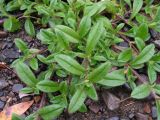 Cerastium holosteoides