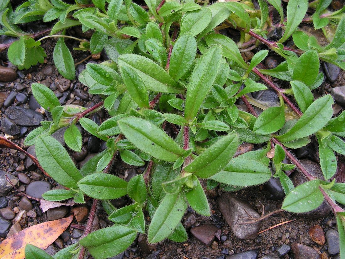 Image of Cerastium holosteoides specimen.