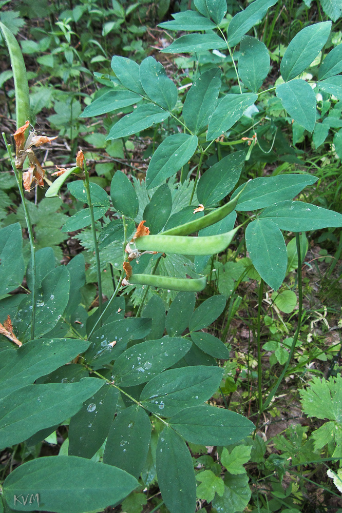 Изображение особи Lathyrus gmelinii.