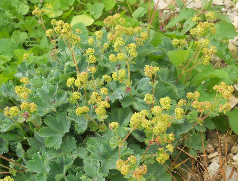 Изображение особи Alchemilla erythropoda.