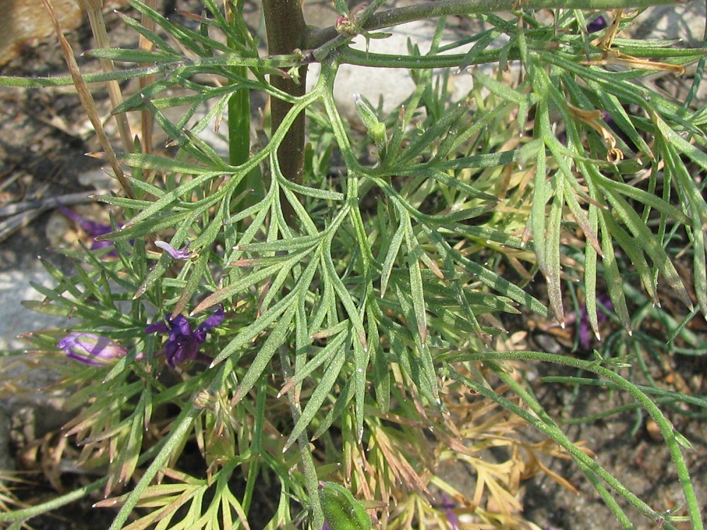 Image of Delphinium ajacis specimen.