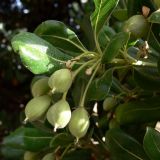 Pittosporum tobira