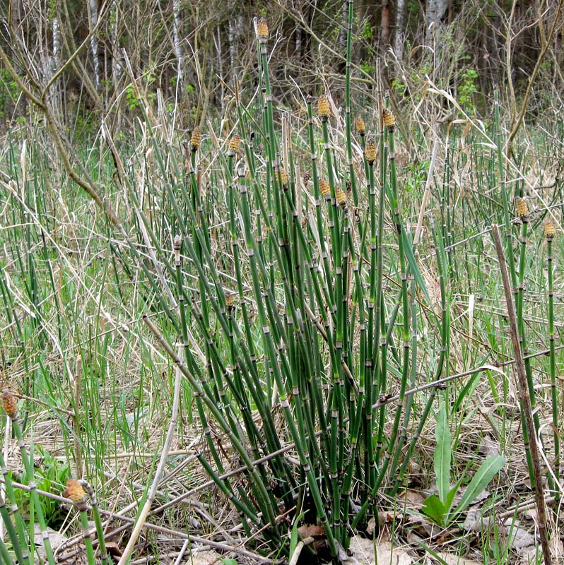Image of Equisetum hyemale specimen.