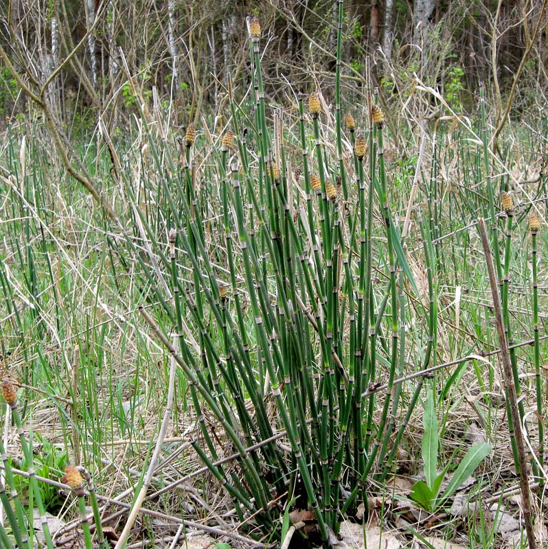 Изображение особи Equisetum hyemale.