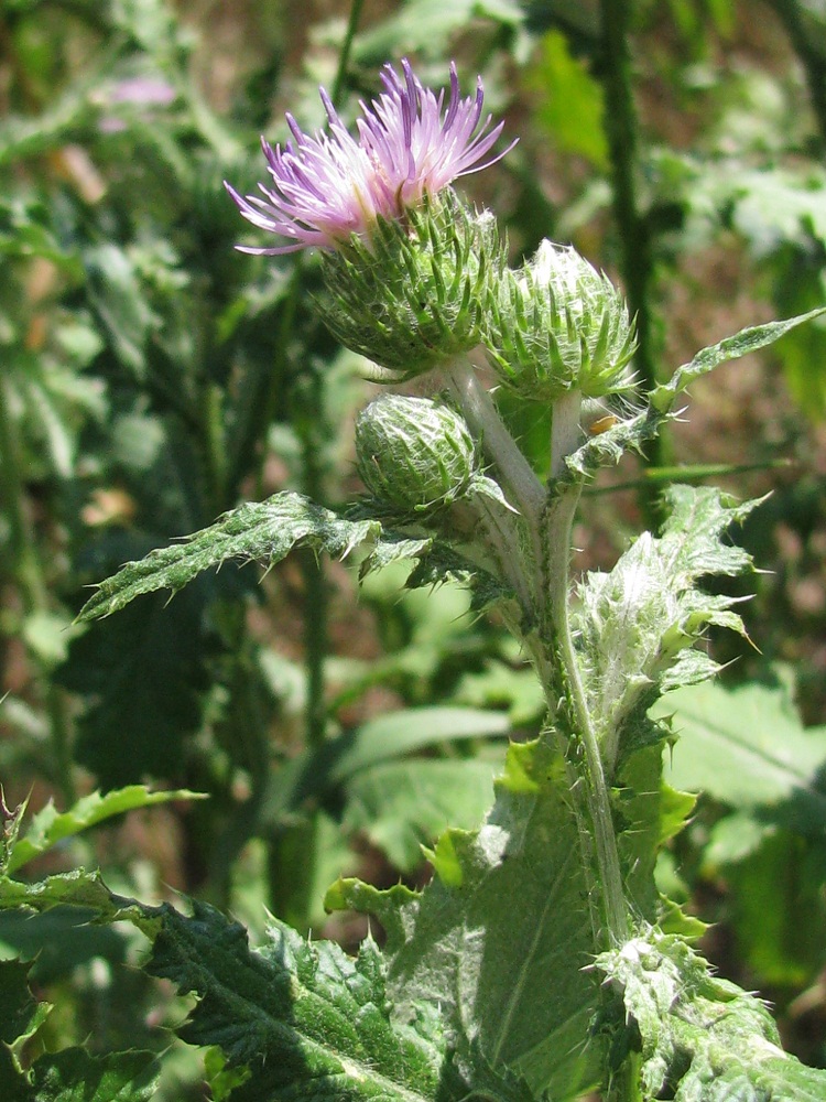 Изображение особи Carduus crispus.