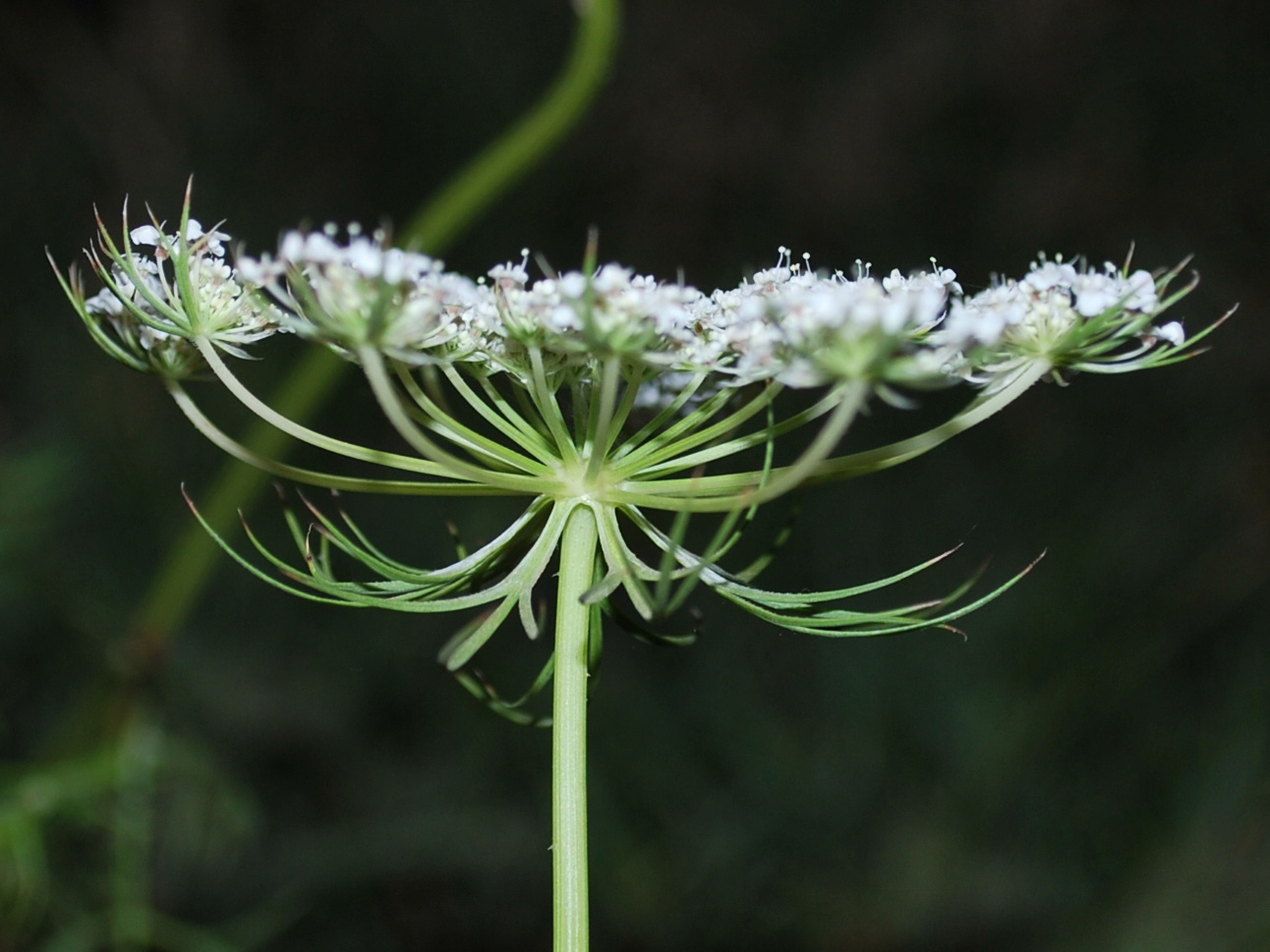 Image of Daucus carota specimen.