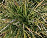 Carex morrowii. Вегетирующее растение ('Aureovariegata'). Германия, г. Кемпен, в озеленении улицы.22.03.2013.
