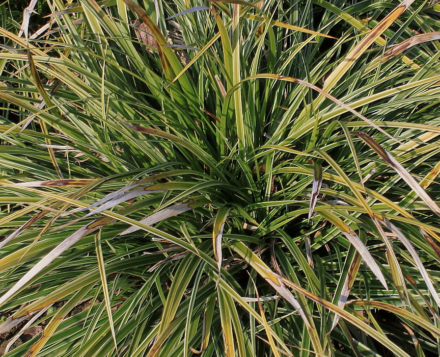 Image of Carex morrowii specimen.