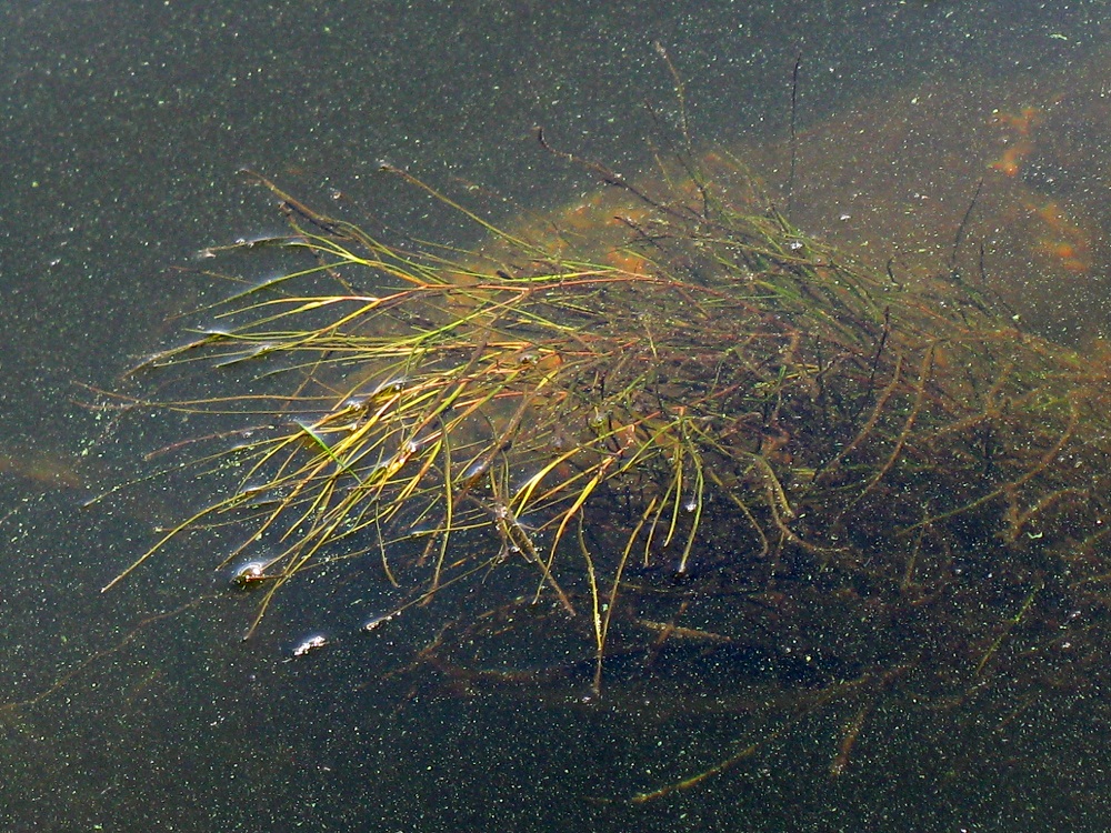 Image of Potamogeton pectinatus specimen.