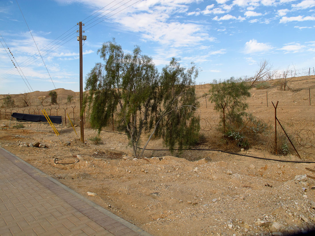 Image of Acacia salicina specimen.