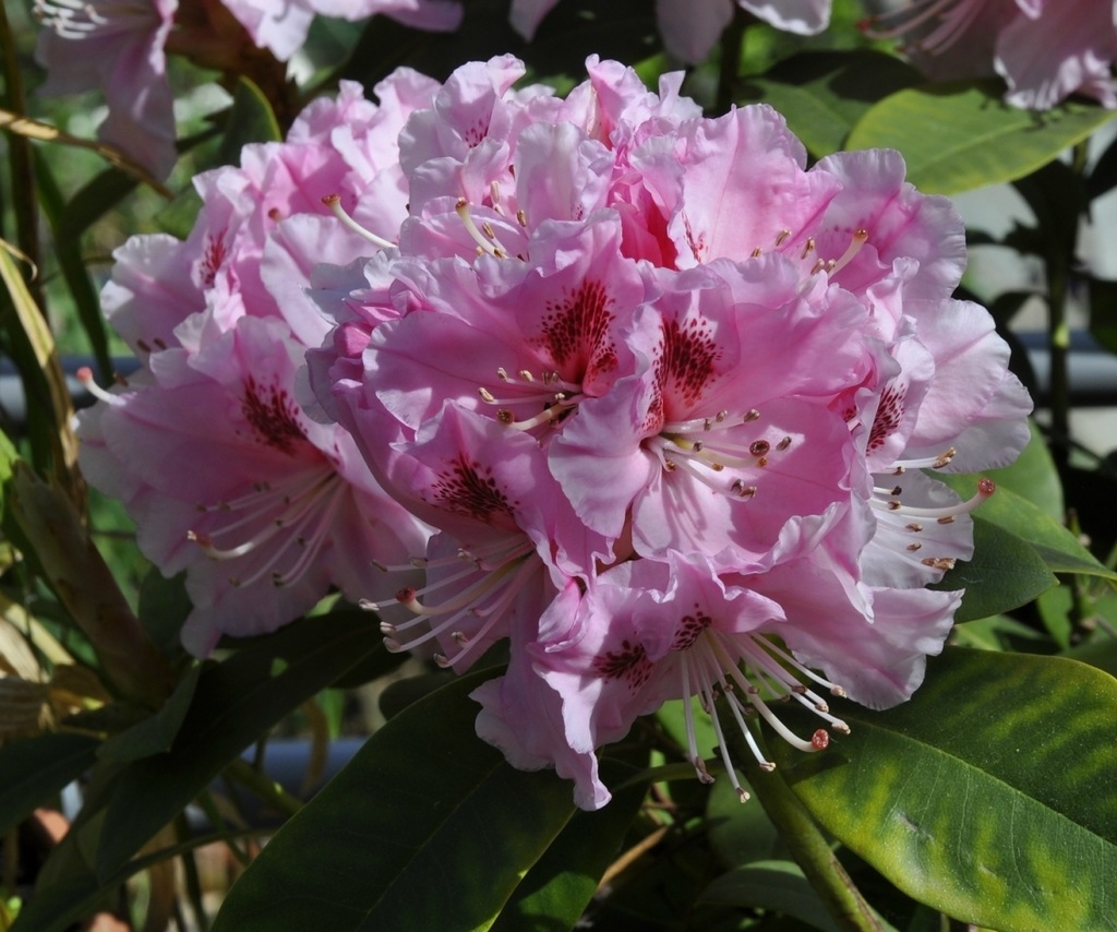 Изображение особи род Rhododendron.