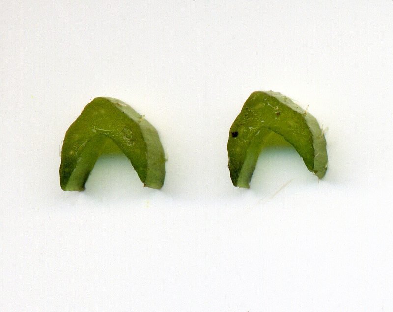 Image of Brunnera sibirica specimen.