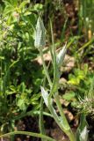 Scorzonera inconspicua