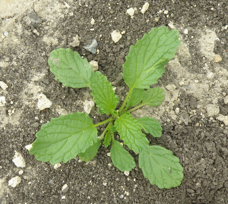 Image of Stachys annua specimen.