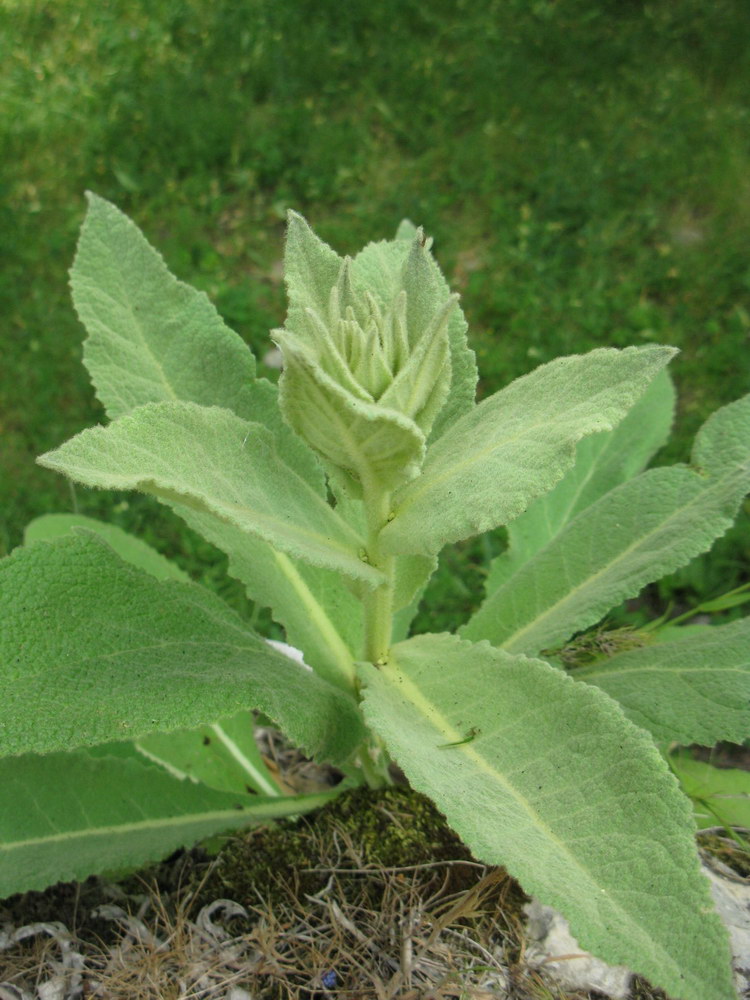 Image of Verbascum phlomoides specimen.
