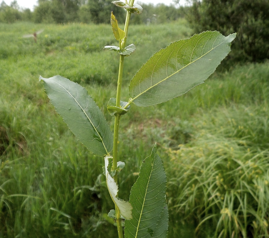 Изображение особи Salix &times; schumanniana.