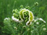 Erigeron strigosus